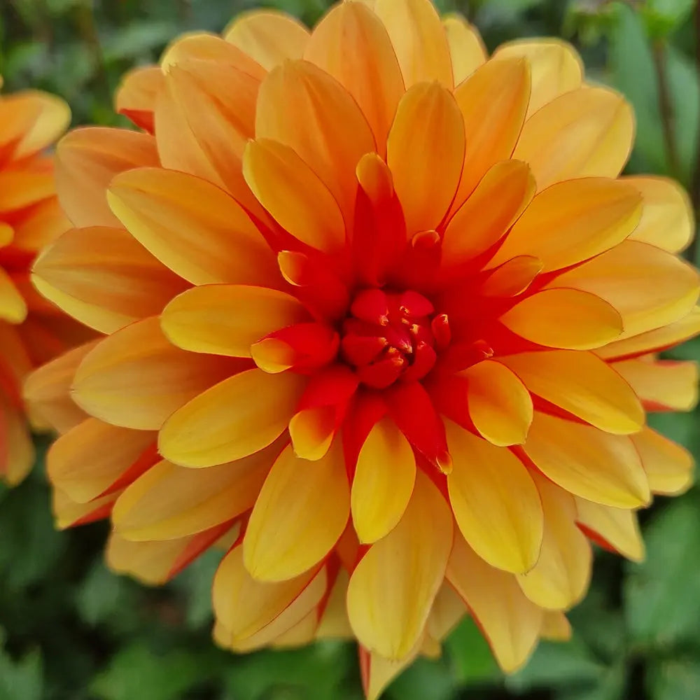 DAHLIA JAPLOU