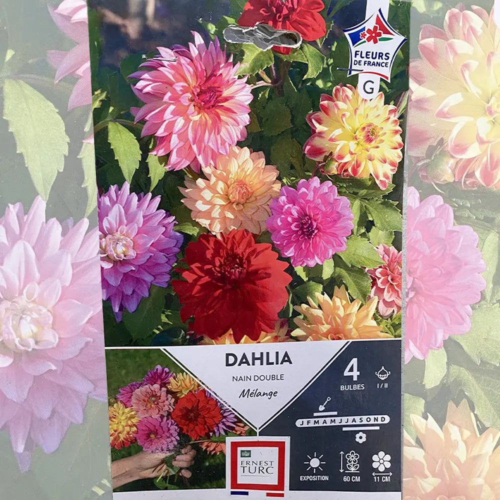 DAHLIA NAIN DOUBLE MÉLANGE