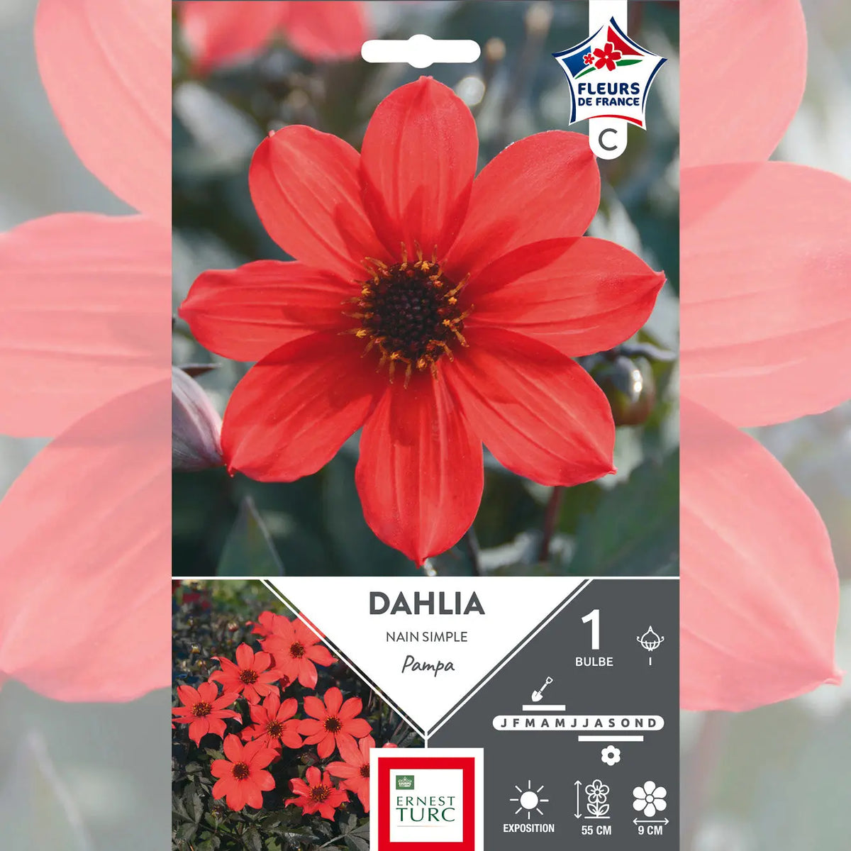 DAHLIA PAMPA
