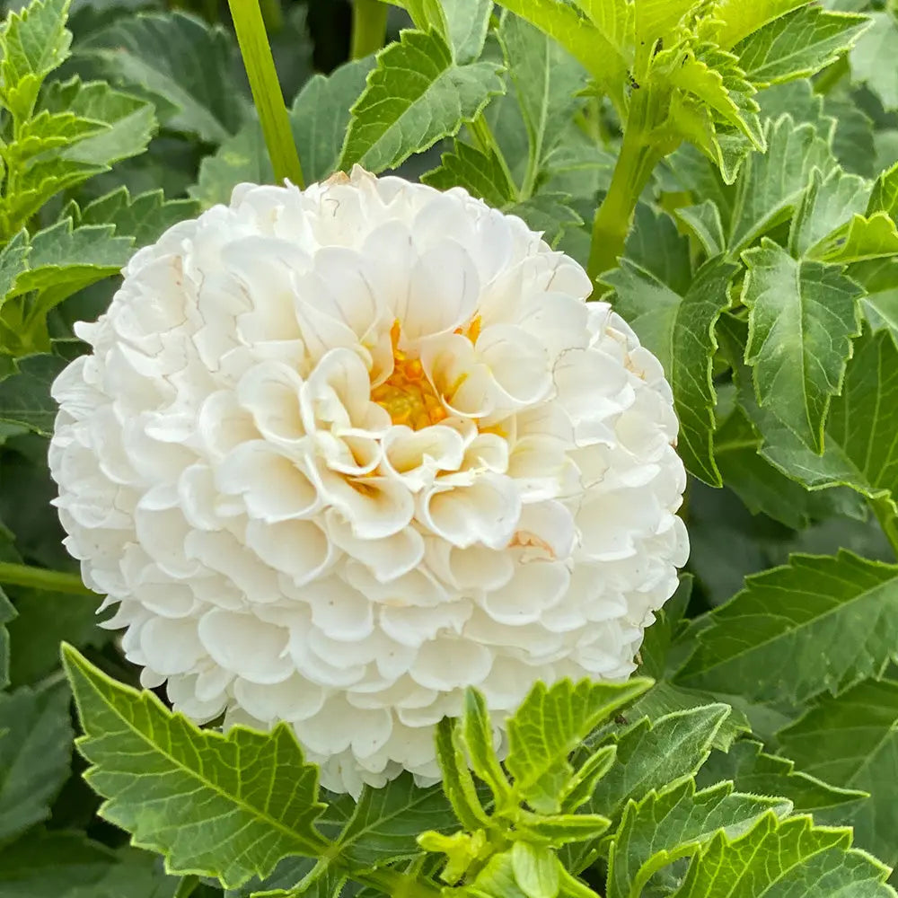 DAHLIA POMPON VILLA BLANCA