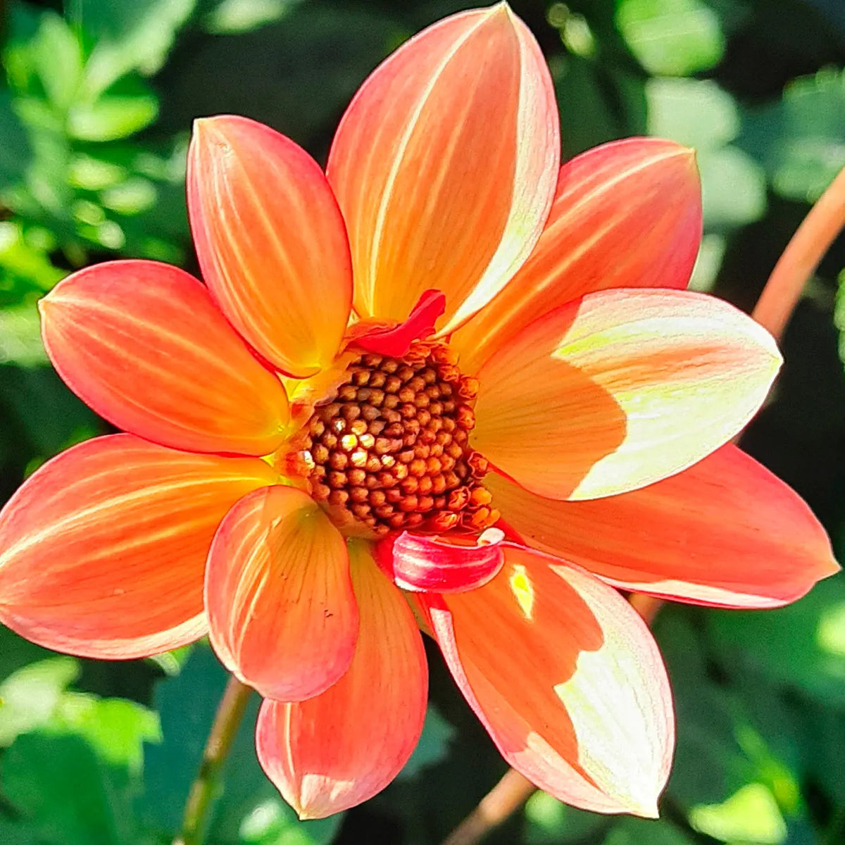 DAHLIA TOPMIX APRICOT AB