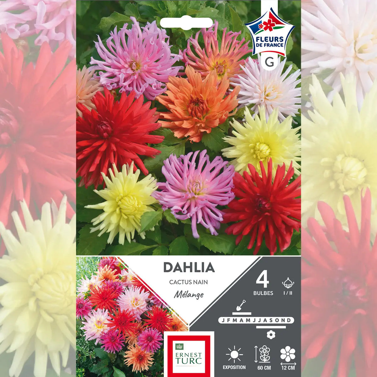 DAHLIAS NAIN CACTUS EN MELANGE