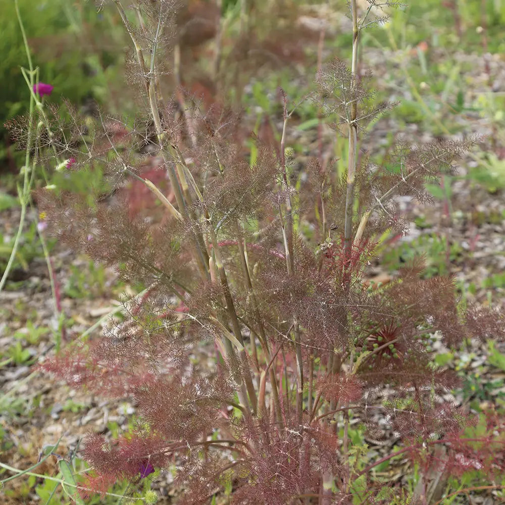 FENOUIL BRONZE AB - PLANT