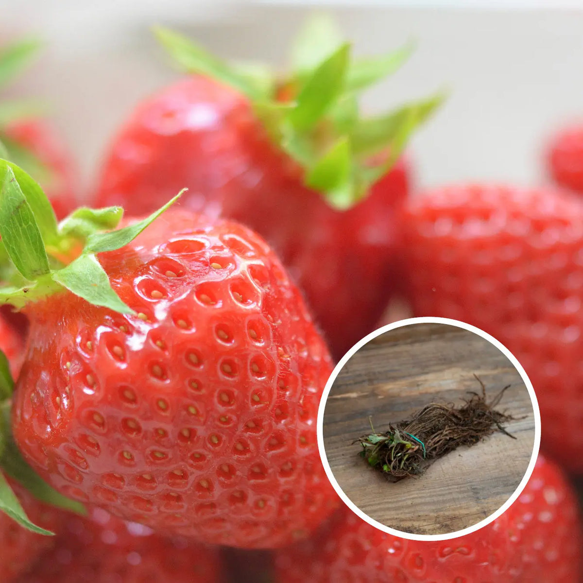 FRAISIER CIRAFINE AB (13 plants en racine nues)