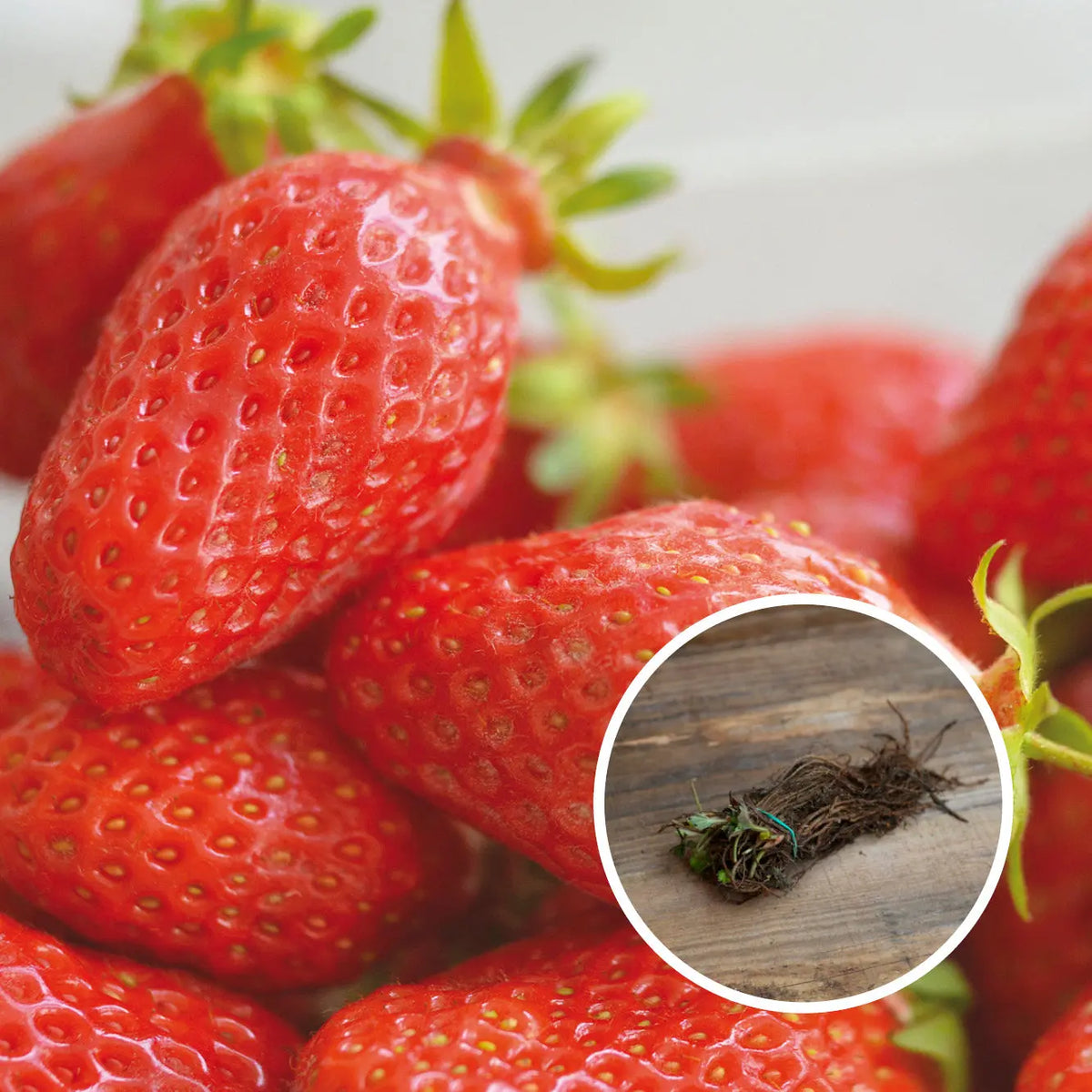 FRAISIER GARIGUETTE AB (13 plants en racine nues)