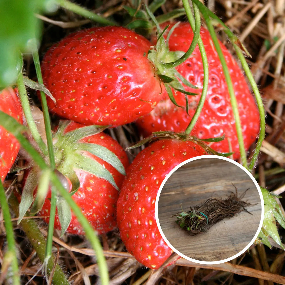 FRAISIER MAMIE AB (13 plants en racine nues)