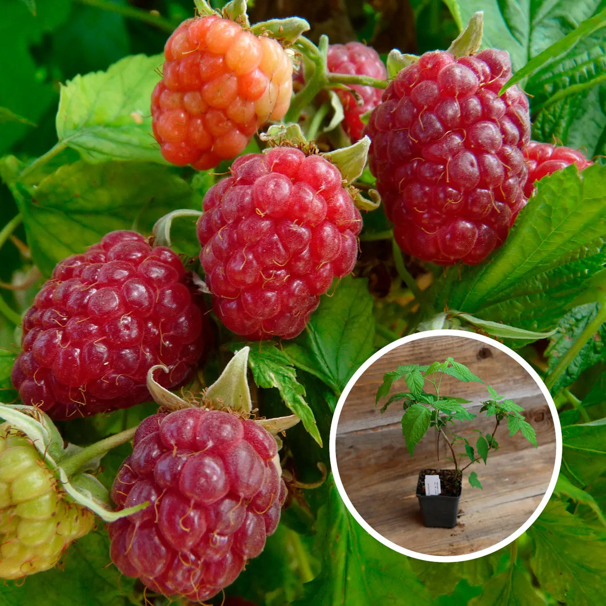 FRAMBOISIER HAPPYSTAR® AB - PLANT