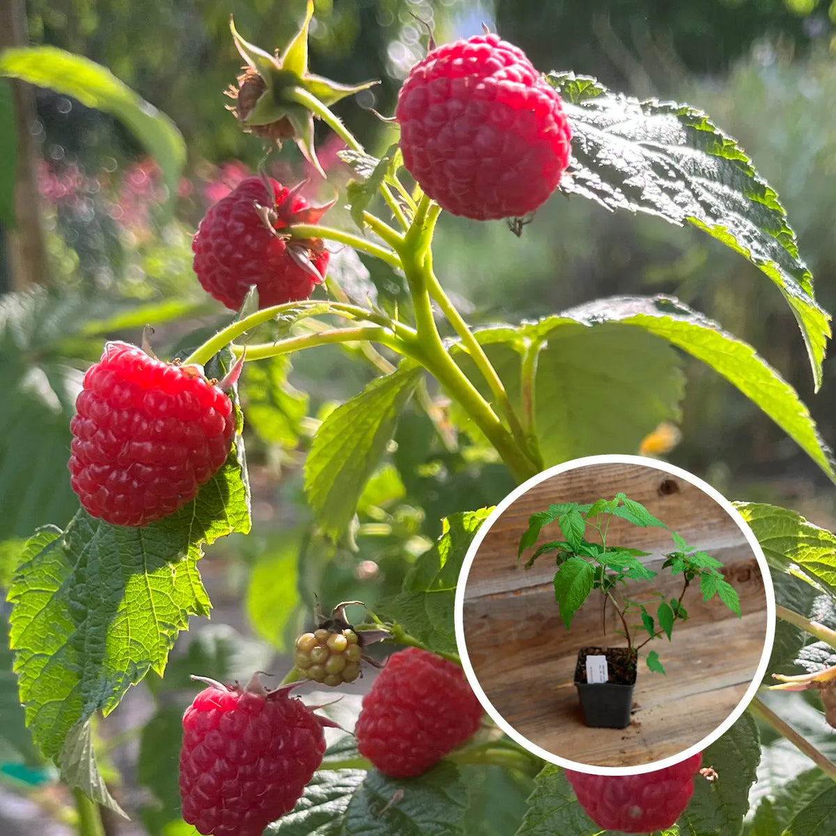 FRAMBOISIER MADEMOISELLE FRANÇOISE® AB - PLANT