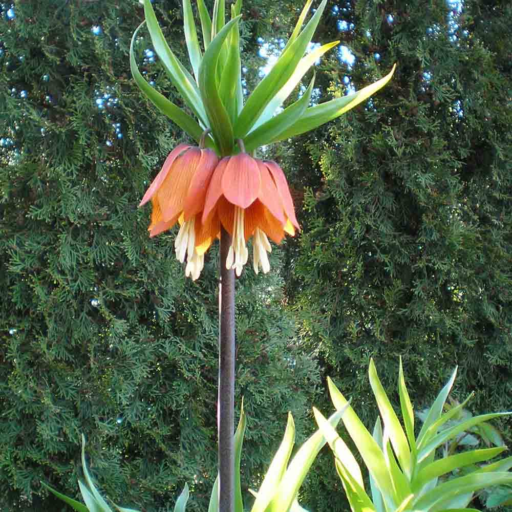 FRITILLAIRE IMPÉRIALE RED BIO