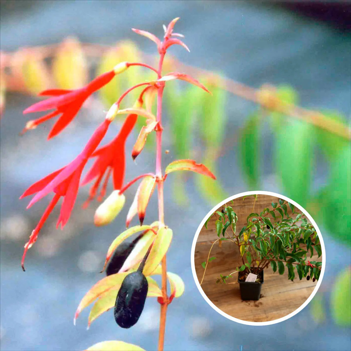 FUCHSIA COMESTIBLE AB - PLANT