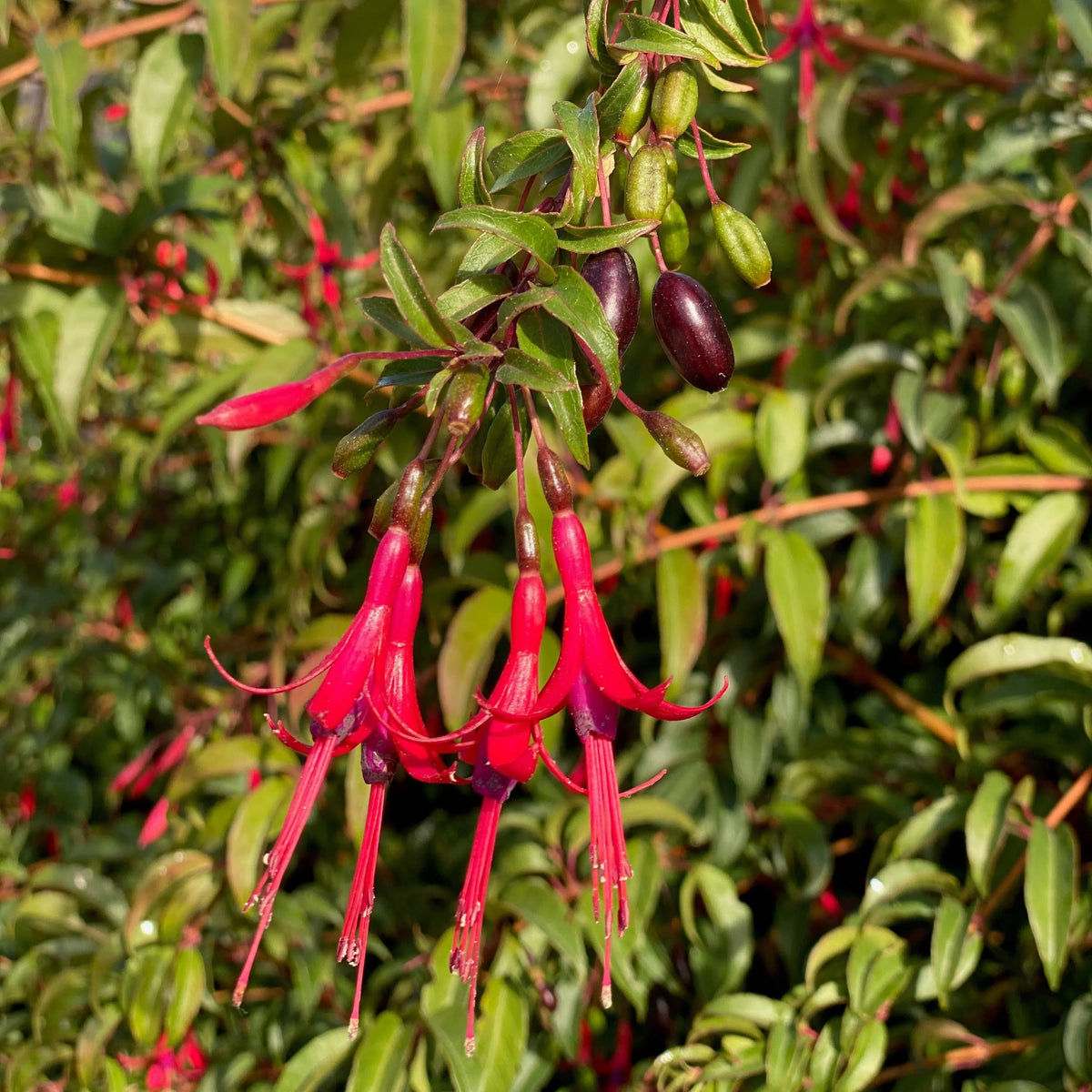 FUCHSIA COMESTIBLE - PLANT