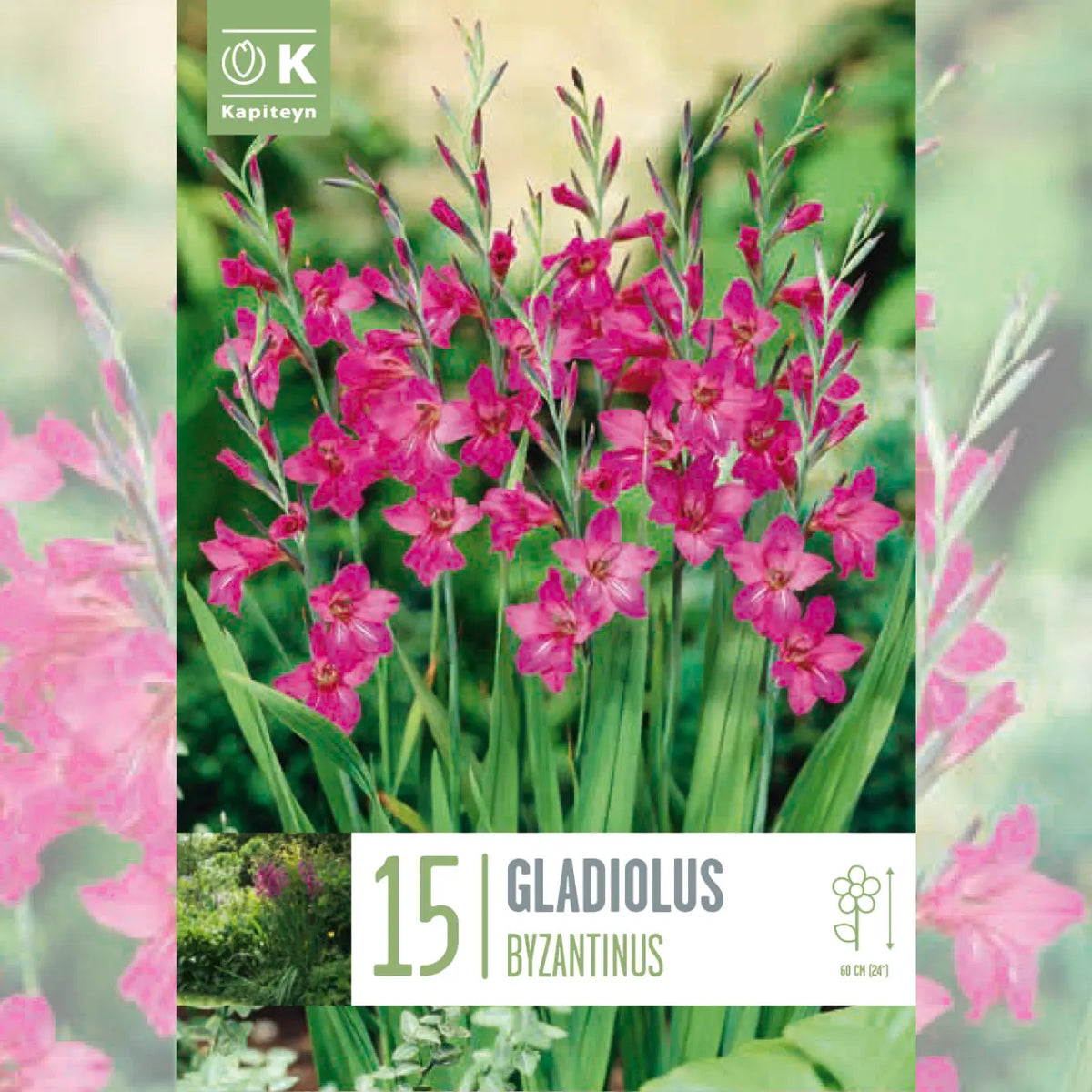 GLADIOLUS BYZANTINUS