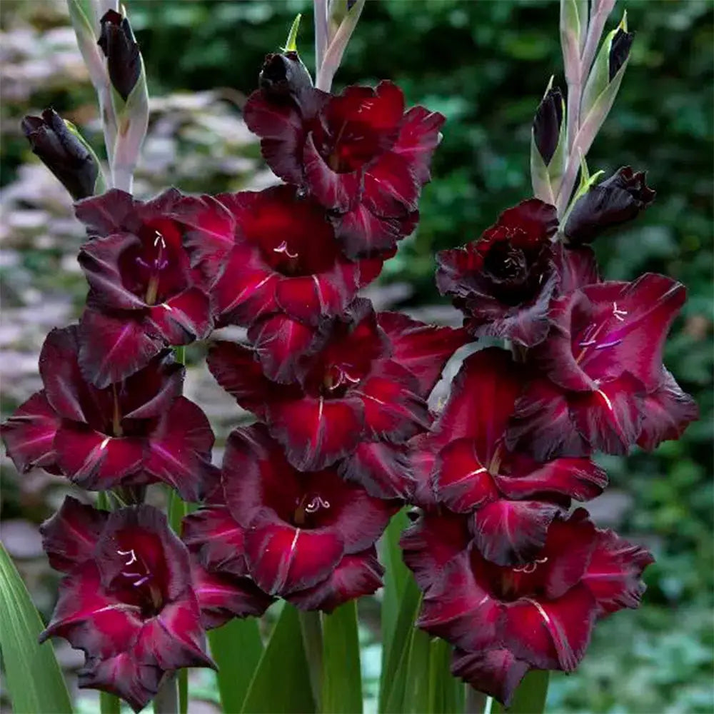 GLAÏEUL BLACK SURPRISE AB