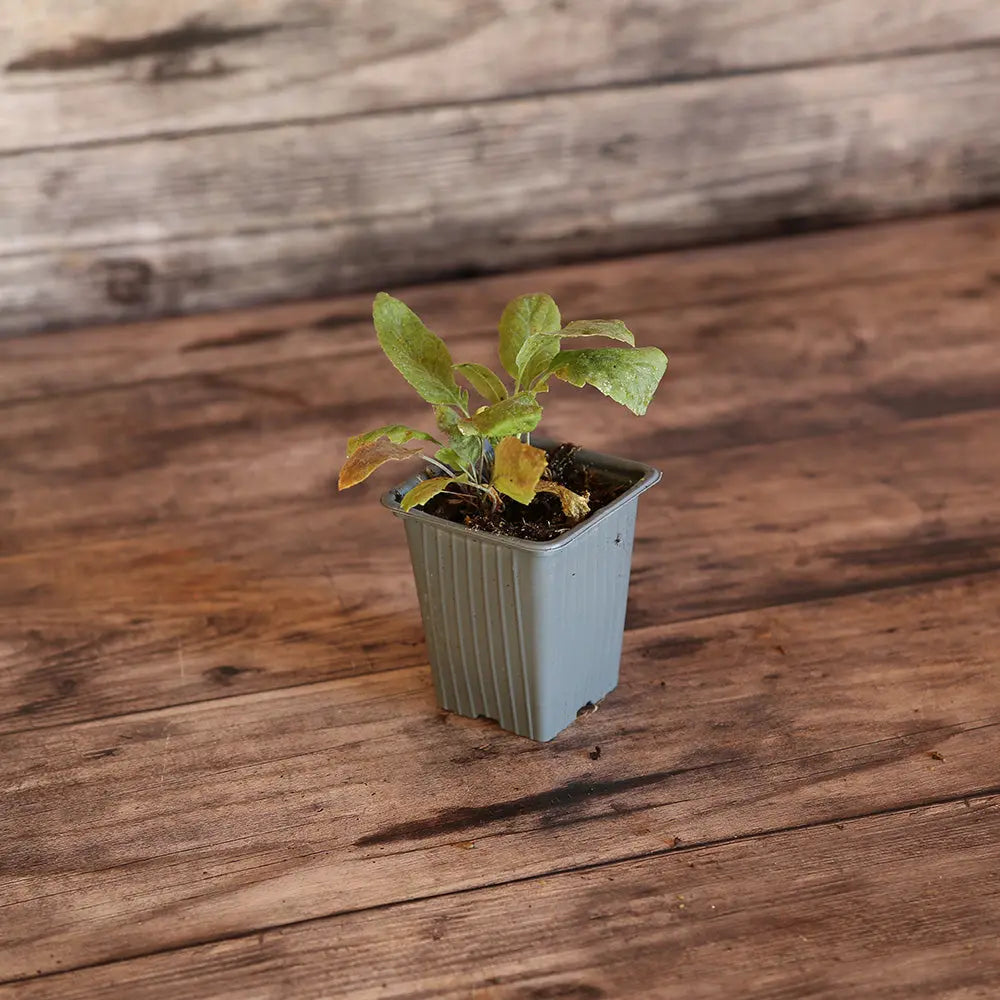 GRANDE PASSERAGE PLANTE MOUTARDE AB - PLANT