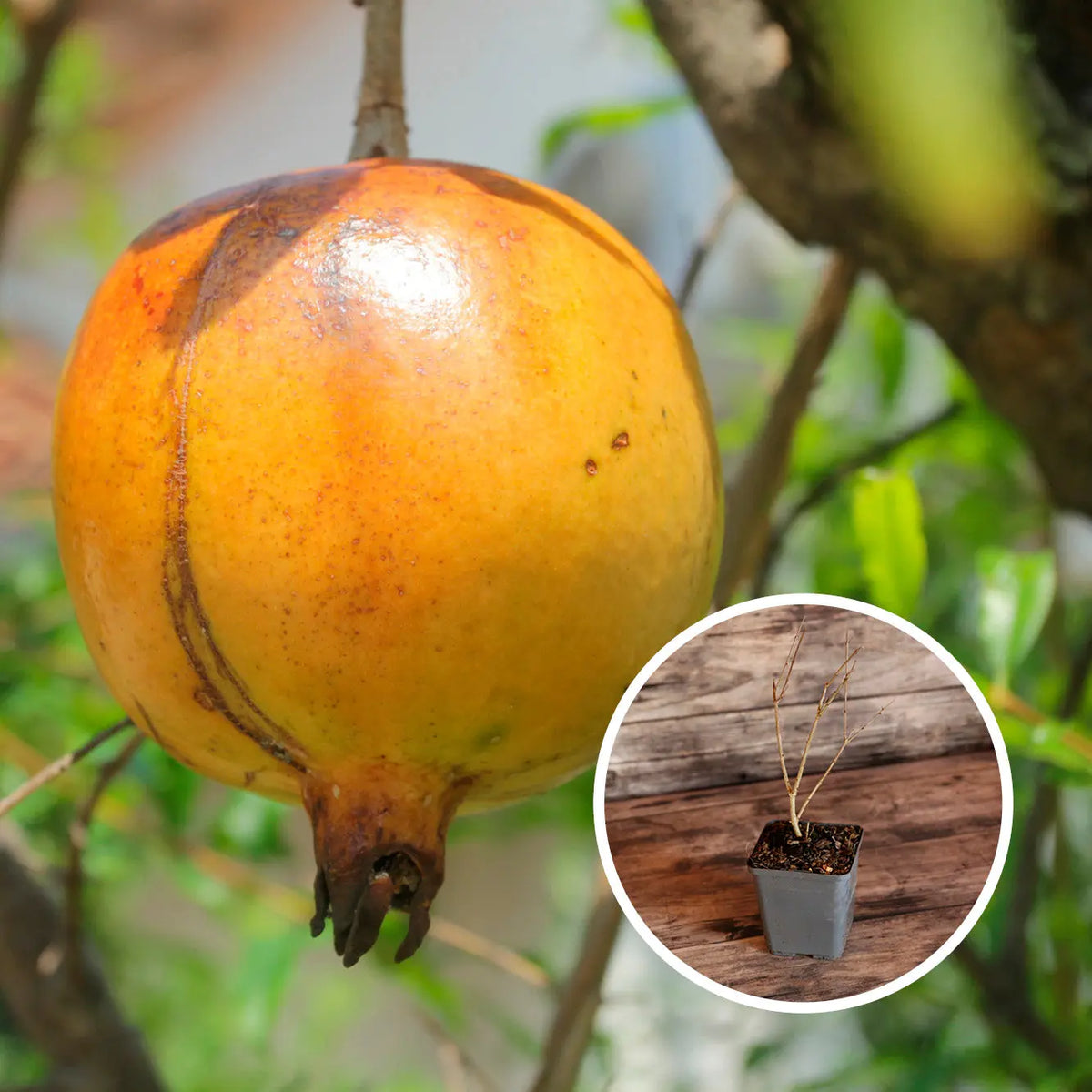 GRENADIER A FRUITS JAUNES AB - PLANT