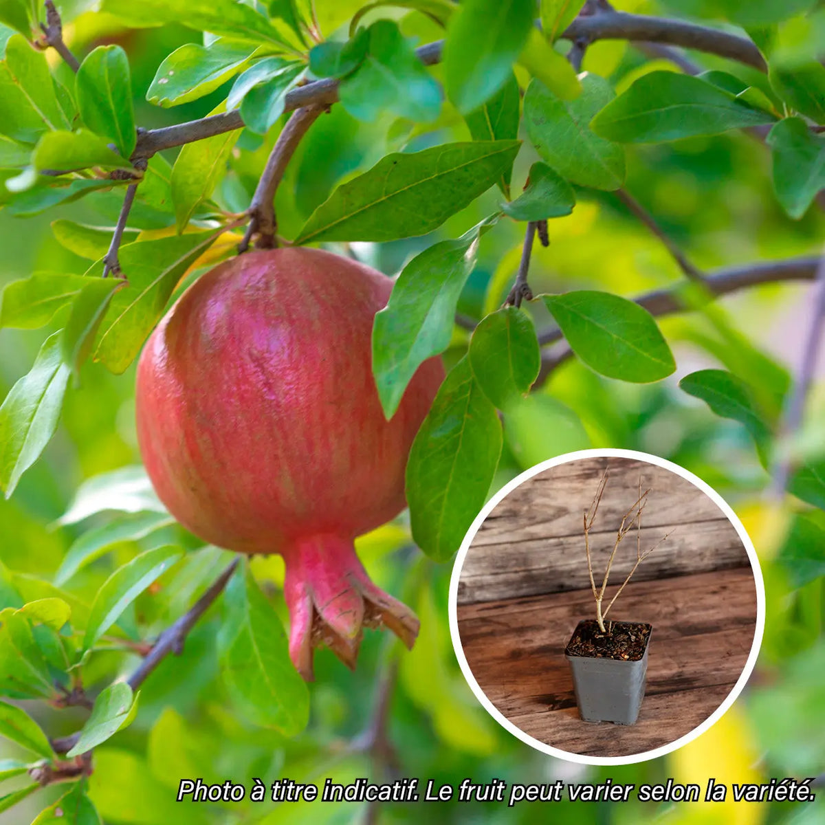 GRENADIER A FRUITS ROUGES AB - PLANT