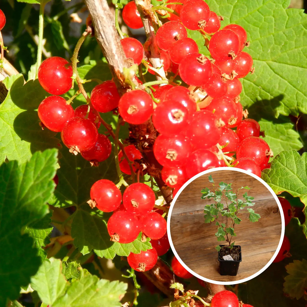 GROSEILLIER À GRAPPE ROUGE HEROS AB - PLANT