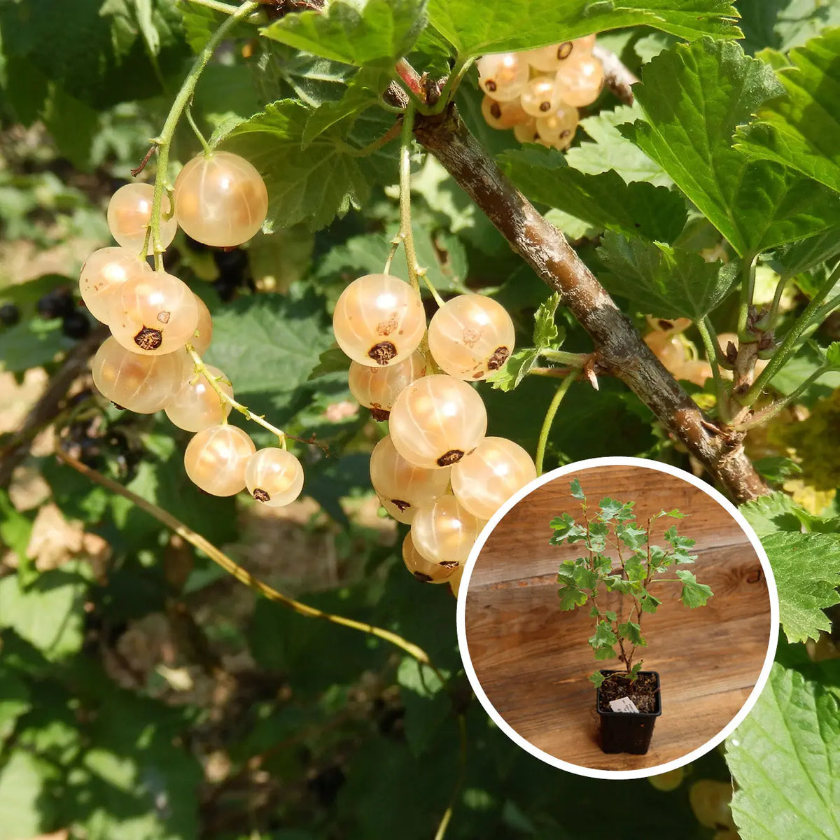 GROSEILLIER À GRAPPES VERSAILLAISE BLANCHE AB - PLANT