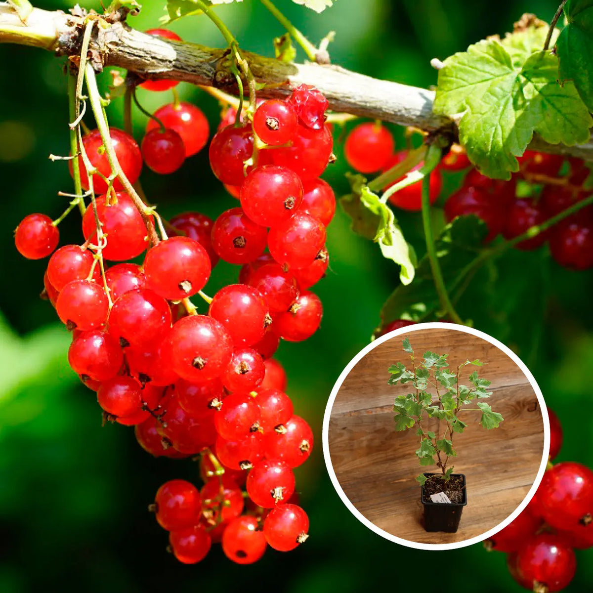 GROSEILLIER À GRAPPES VERSAILLAISE ROUGE AB - PLANT