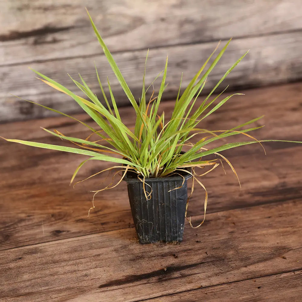 HERBE AUX BISONS OU FLOUVE ODORANTE - PLANT