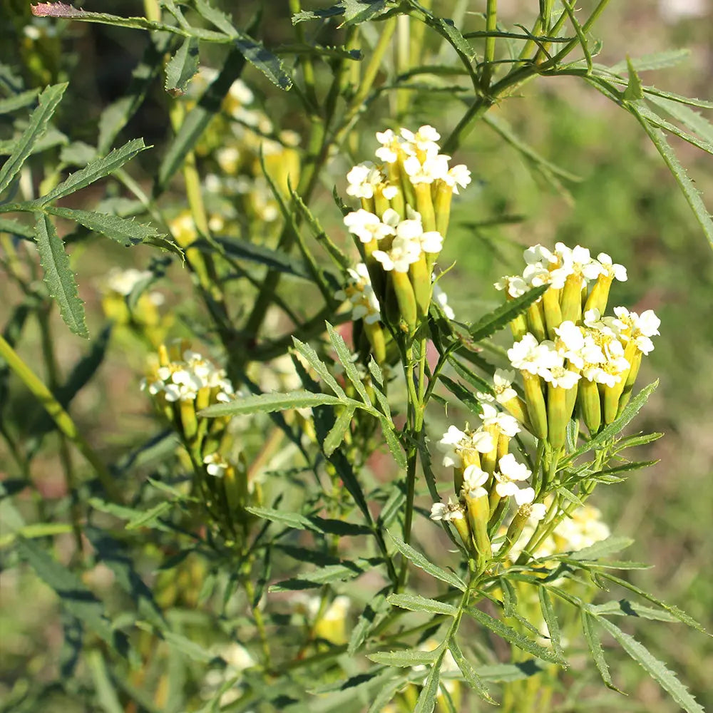 HUACATAY OU MENTHE NOIRE PERUVIENNE AB