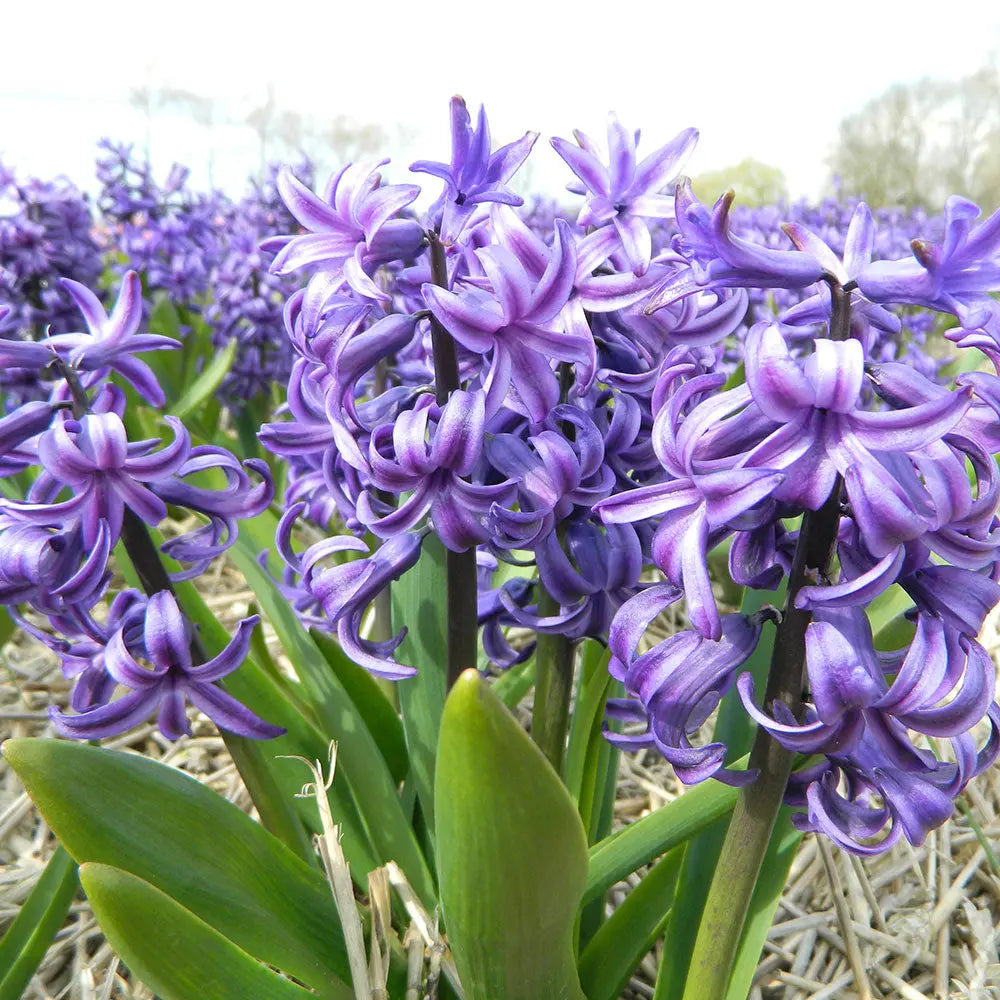 JACINTHE BLUE PEARL AB