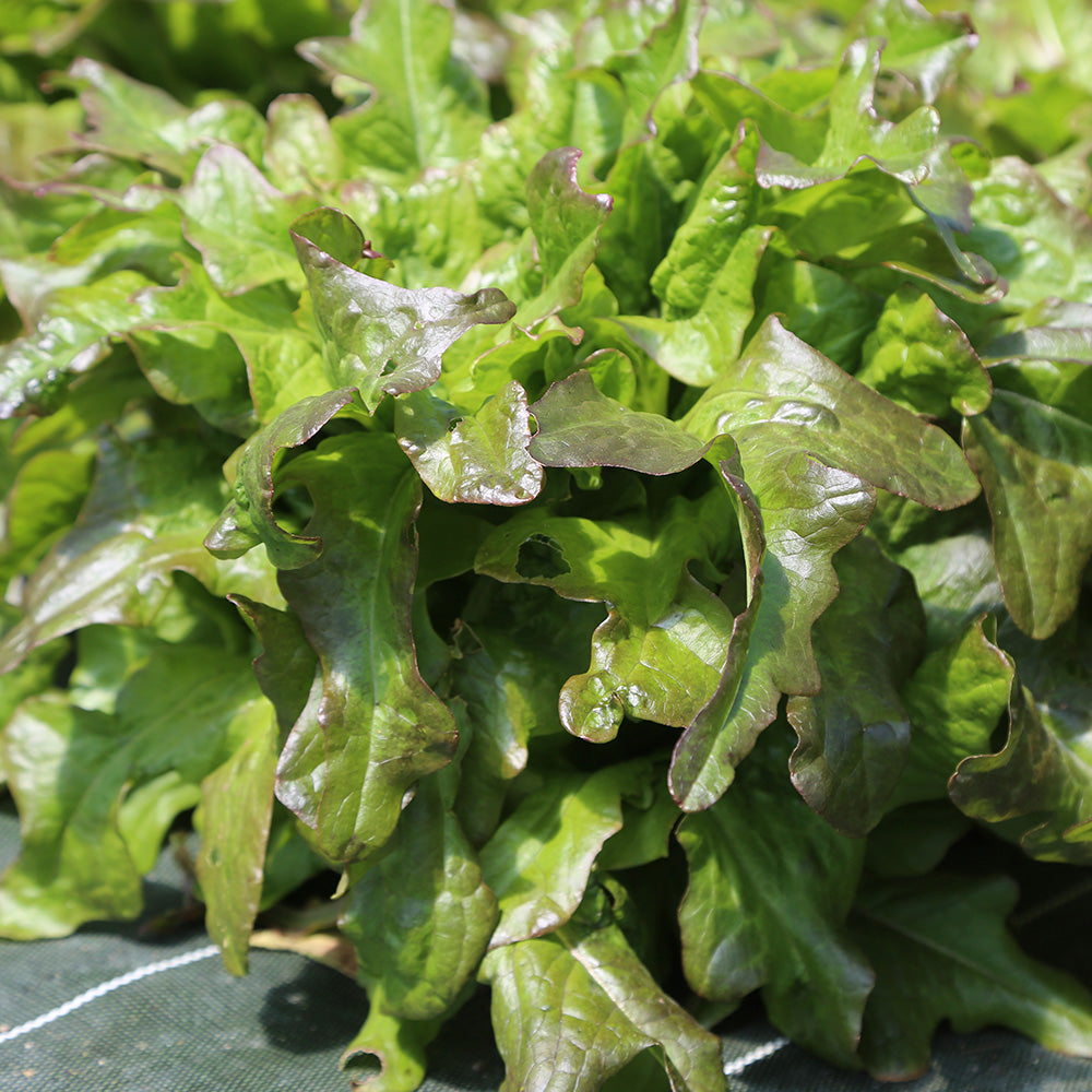 LAITUE ASPERGE HONGYEWOSUN AB