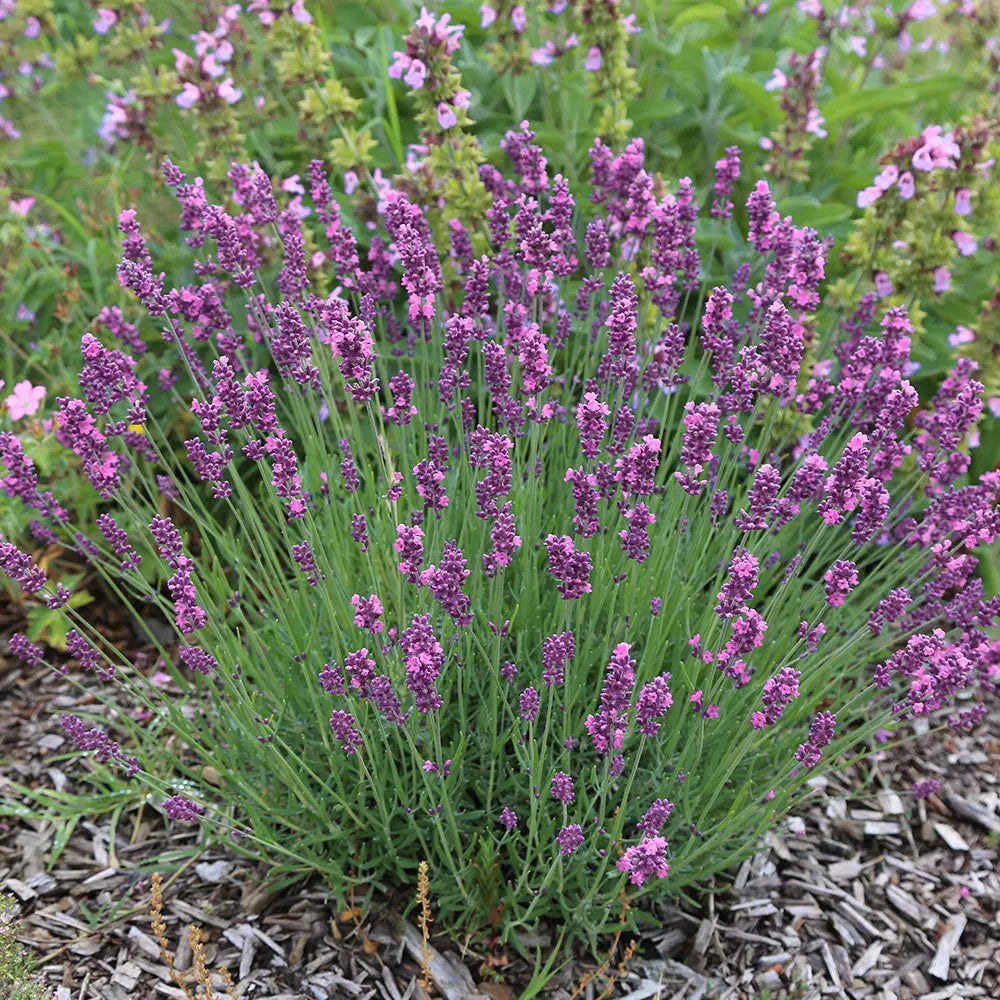 LAVANDE ROSE - PLANT