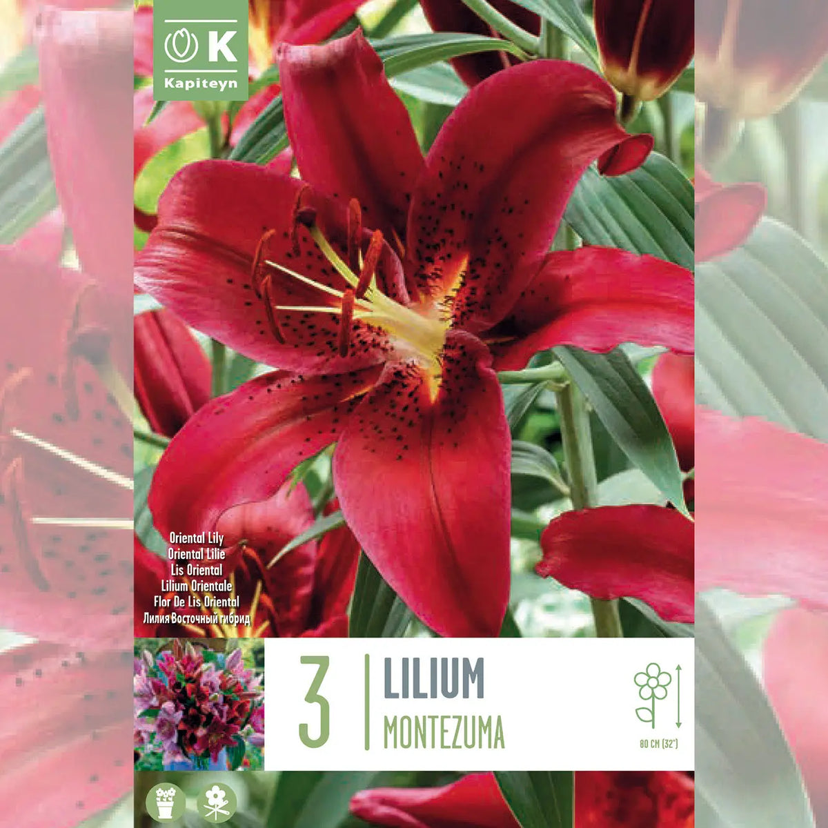 LYS MONTEZUMA