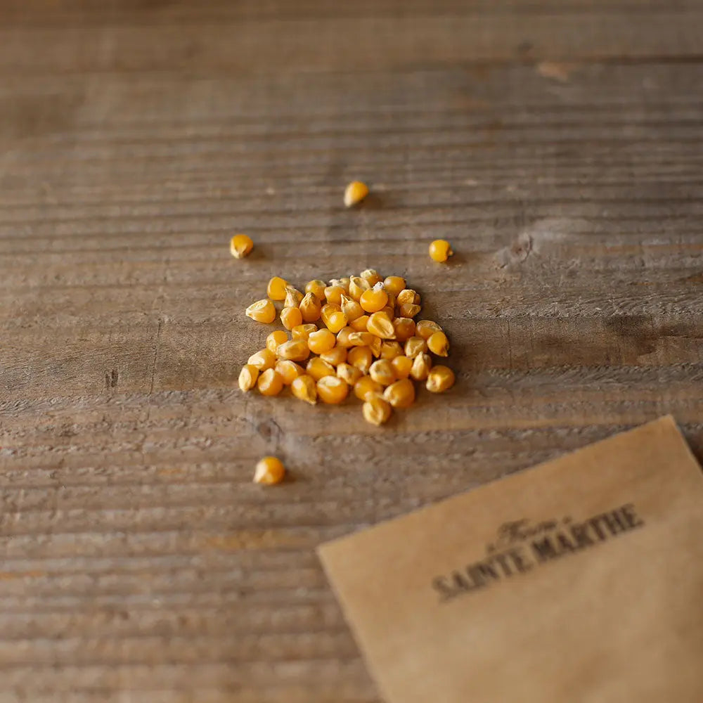 MAÏS POP CORN TOM POUCE AB