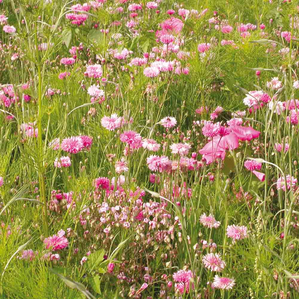 MELANGE FLEURI - CAMAIEU ROSE NT 25 g