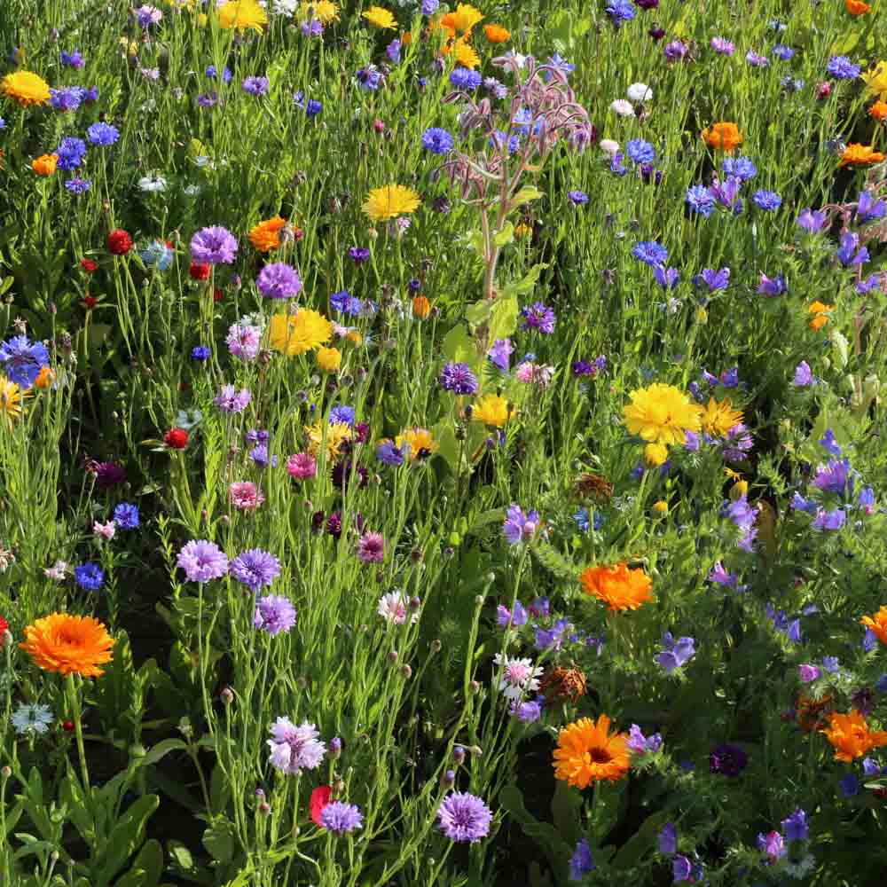MELANGE FLEURI - JARDIN MEDIEVAL NT 25 g