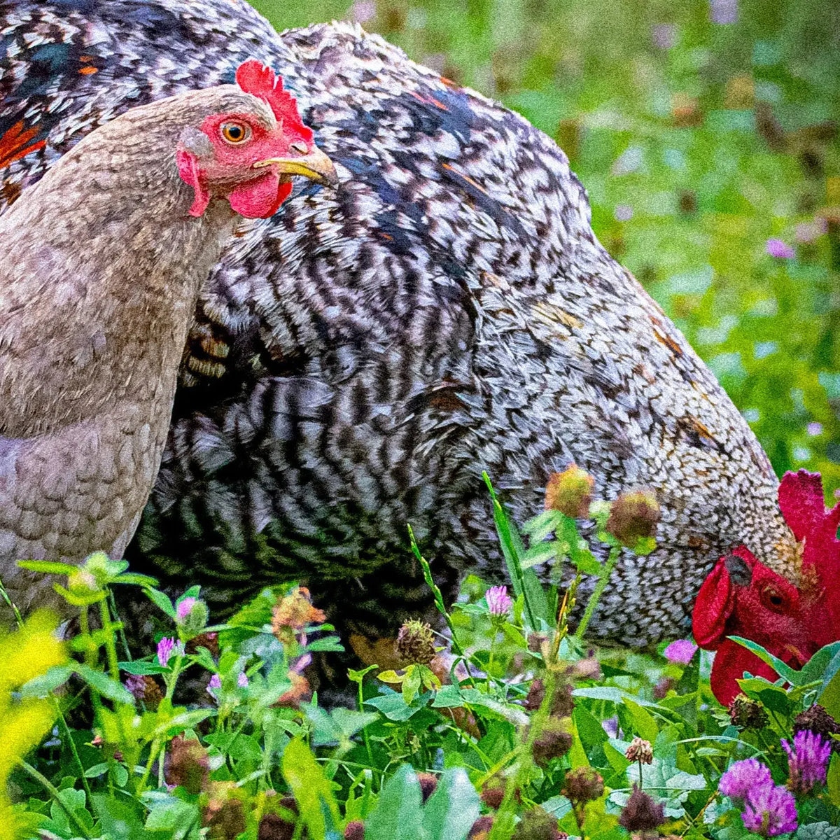 WEIDEFUTTER FÜR HÜHNER AB