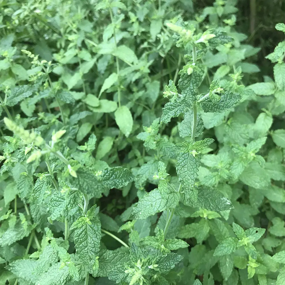 MENTHE FRAISE AB- PLANT