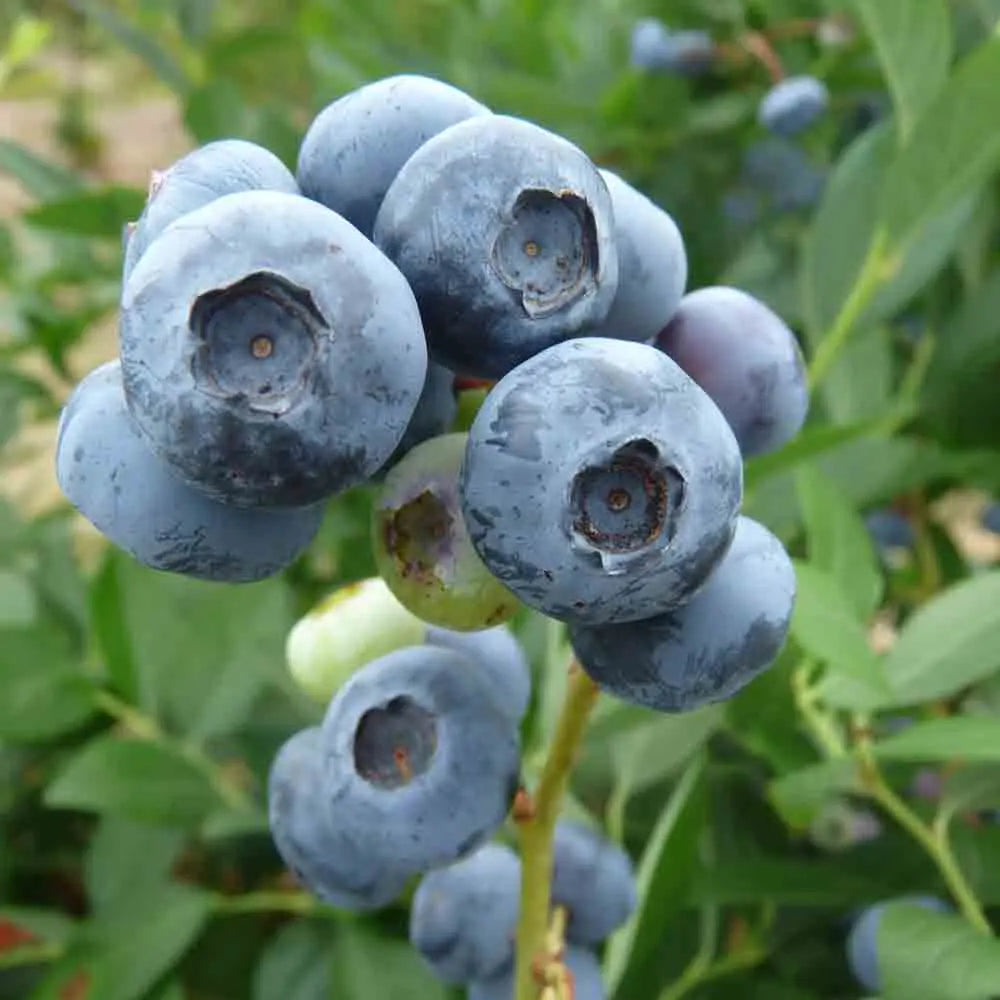 MYRTILLIER ARBUSTIF AB