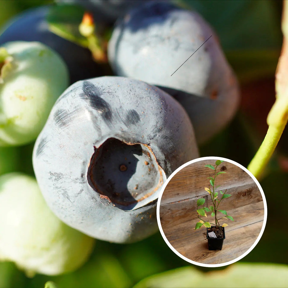 MYRTILLIER ARBUSTIF DARROW AB - PLANT