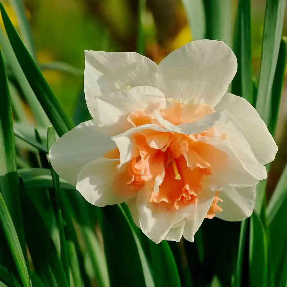 NARCISSE DOUBLE REPLETE BIO