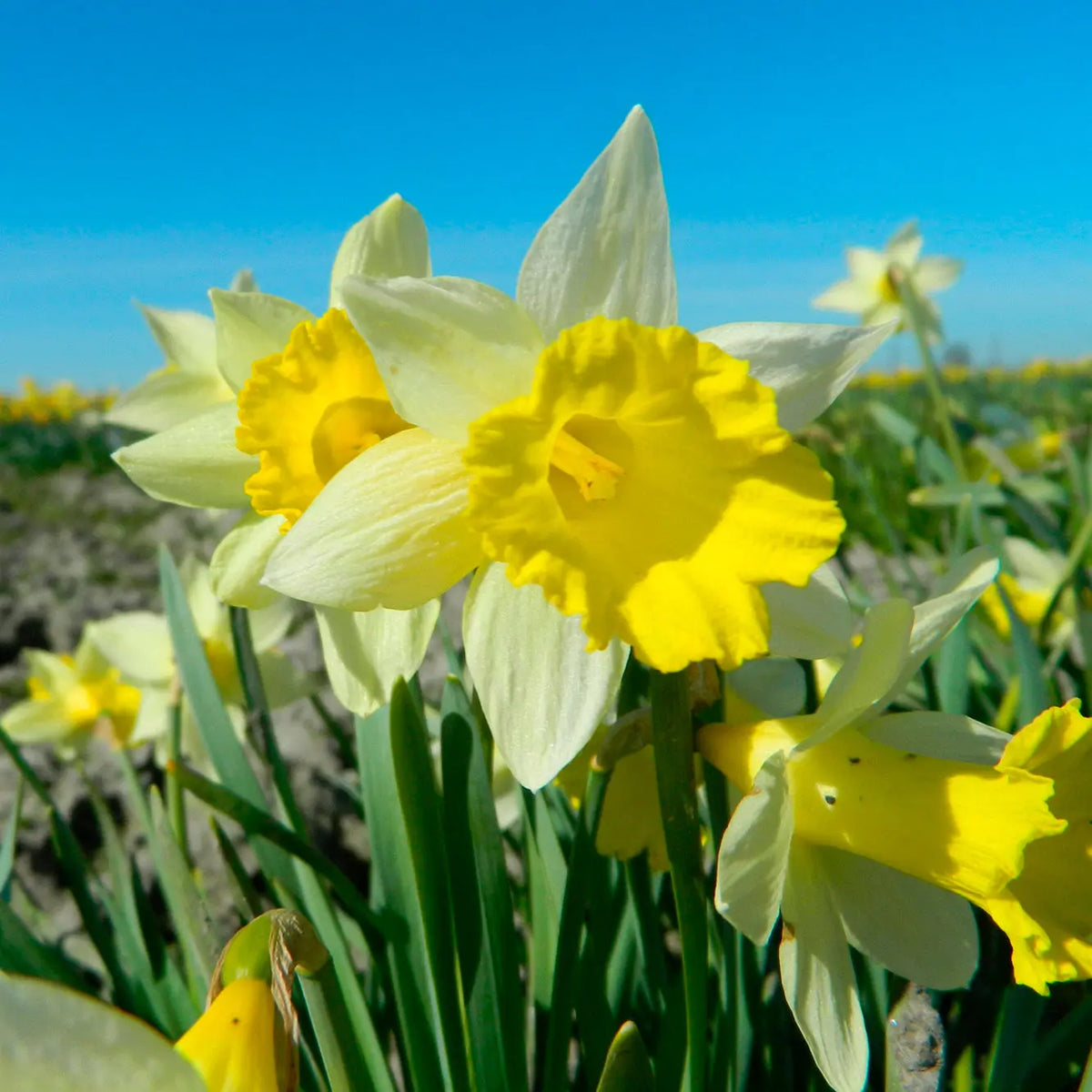 NARCISSE TOPOLINO