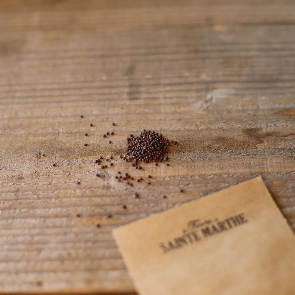 NAVET BLANC GLOBE A COLLET VIOLET AB
