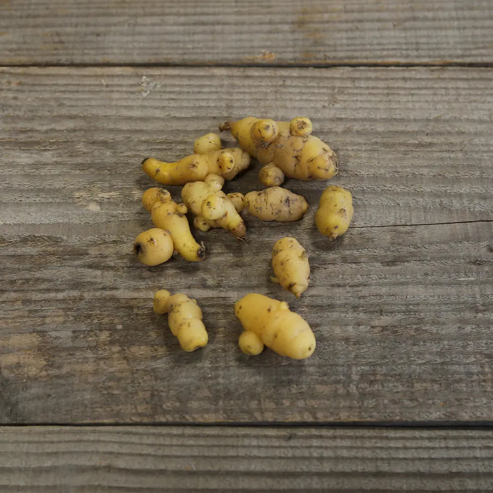 OCA DU PEROU JAUNE AB