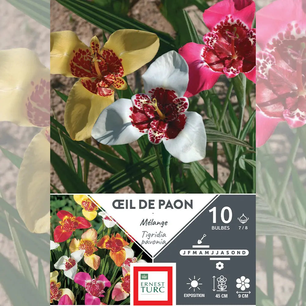 ŒIL DE PAON MÉLANGE (TIGRIDIA PAVONIA)