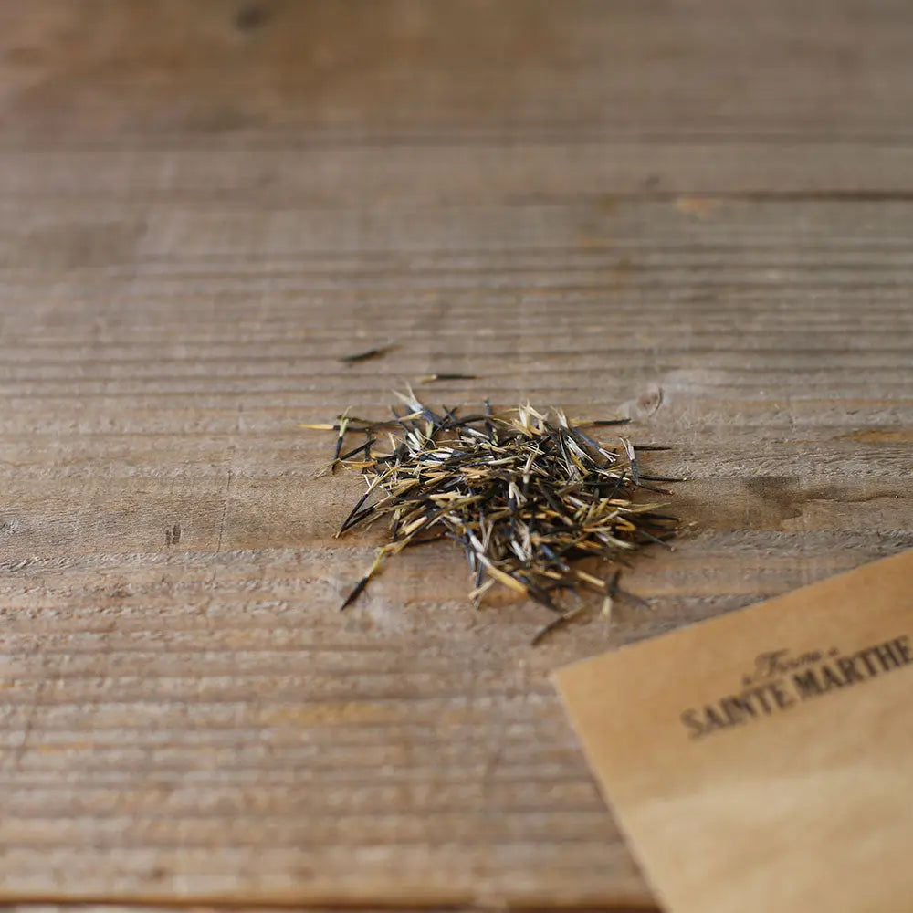 OEILLET D´INDE SAUVAGE OU TAGETES PATULA AB