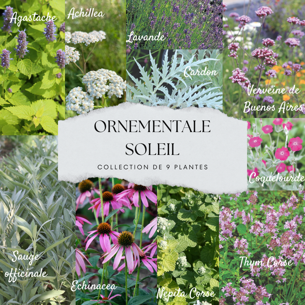 COLLECTION 9 PLANTS - ORNEMENTALES SOLEIL