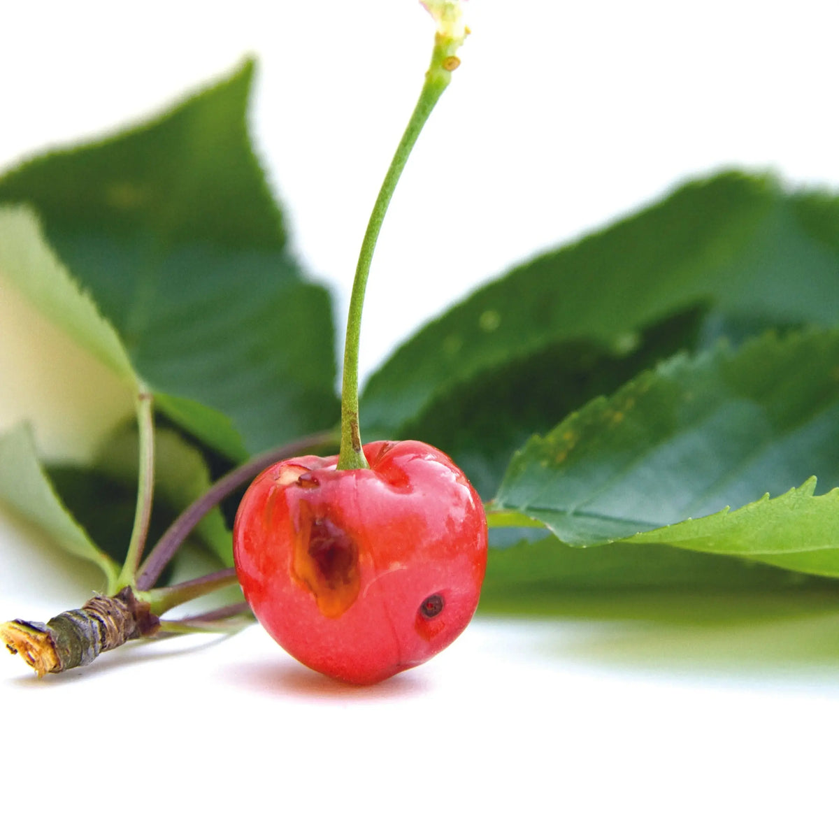 PHEROMONES CONTRE LE VER DE LA CERISE