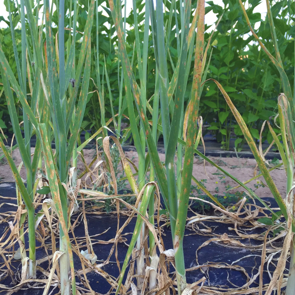 POIREAU PERPETUEL AB - LOT DE 5 BULBILLES