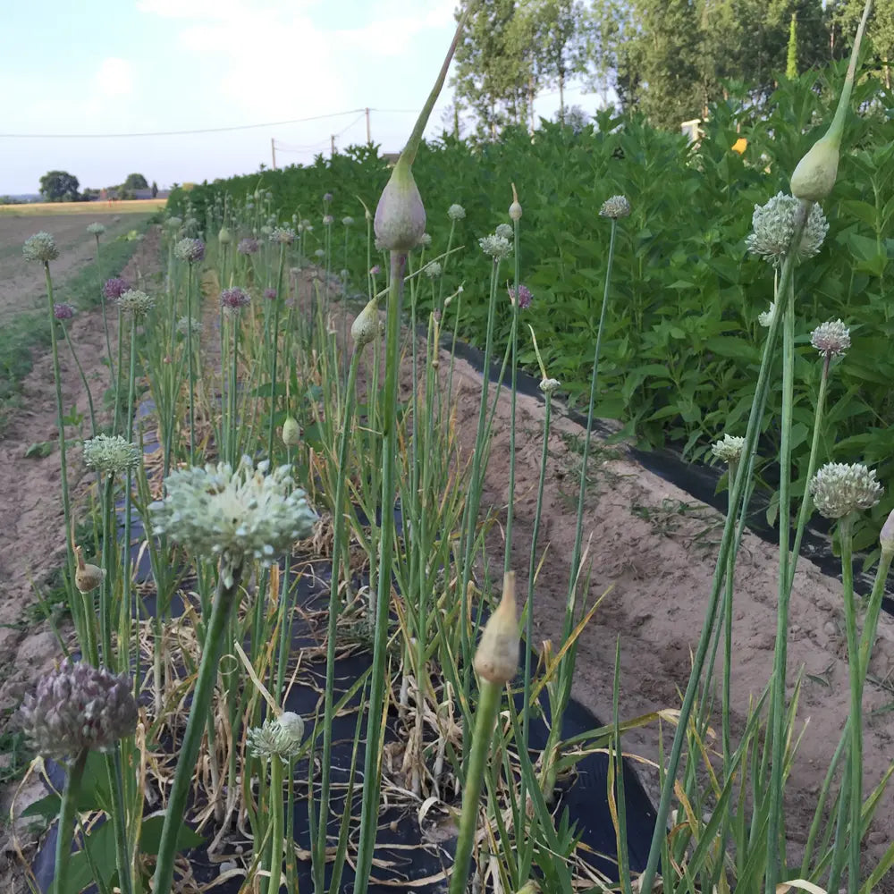 POIREAU PERPETUEL AB - LOT DE 5 BULBILLES