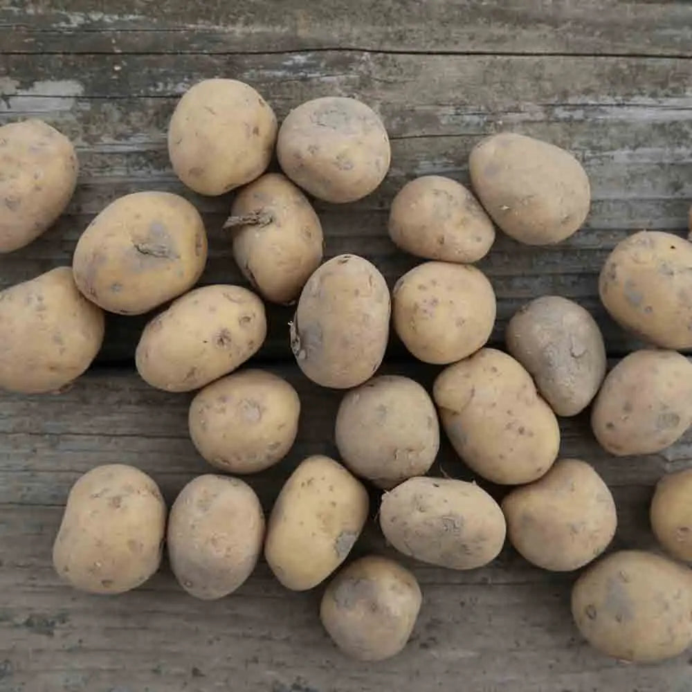 POMME DE TERRE VITABELLA AB
