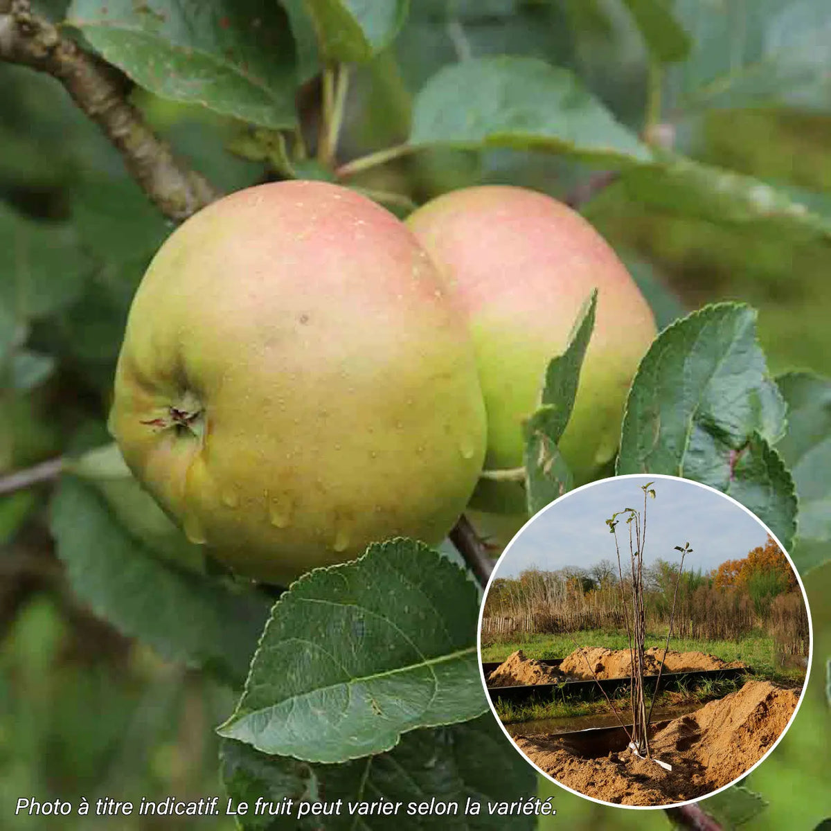APFELBAUM WINTERBANANE AB