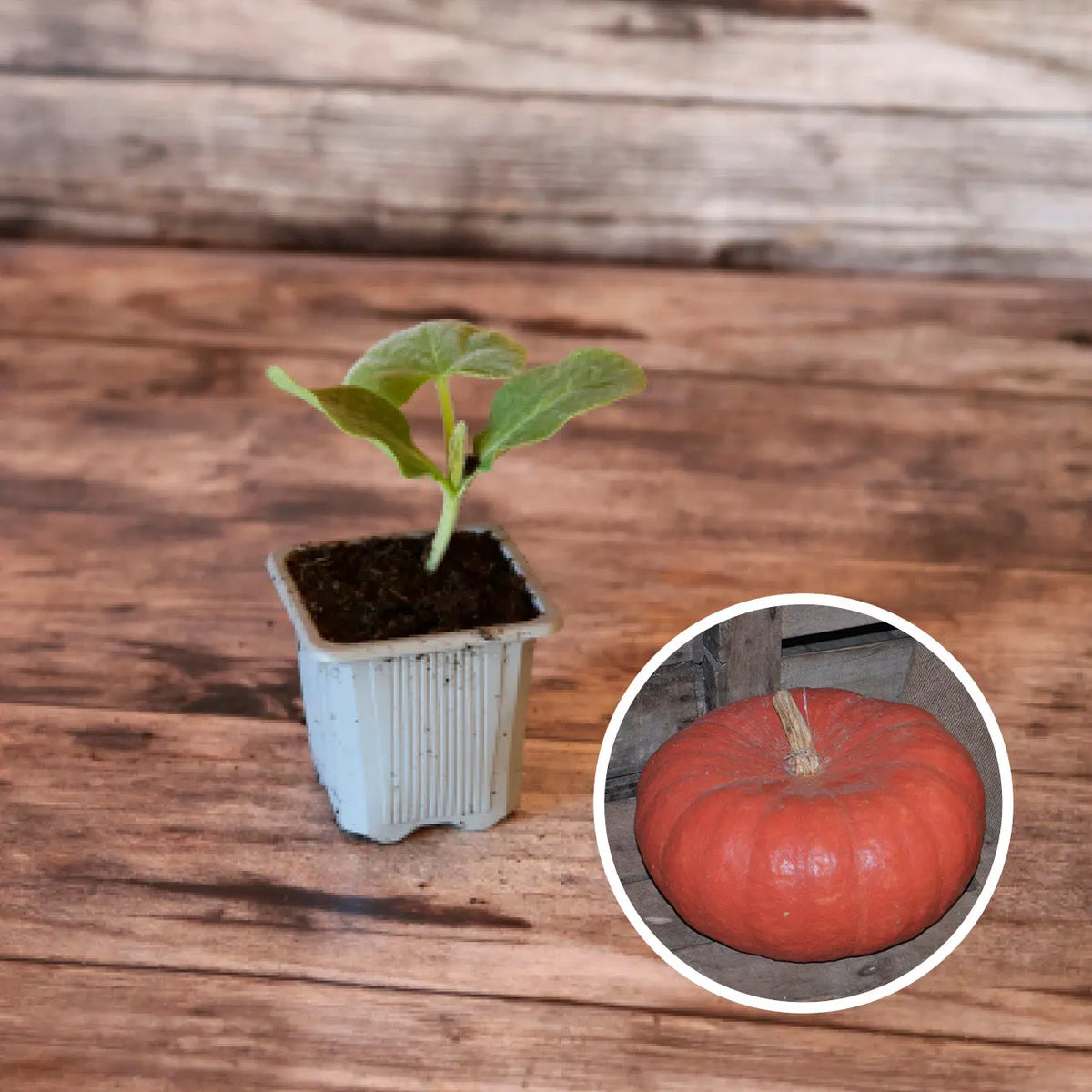 POTIRON ROUGE TRES VIF D'ETAMPES AB - PLANT
