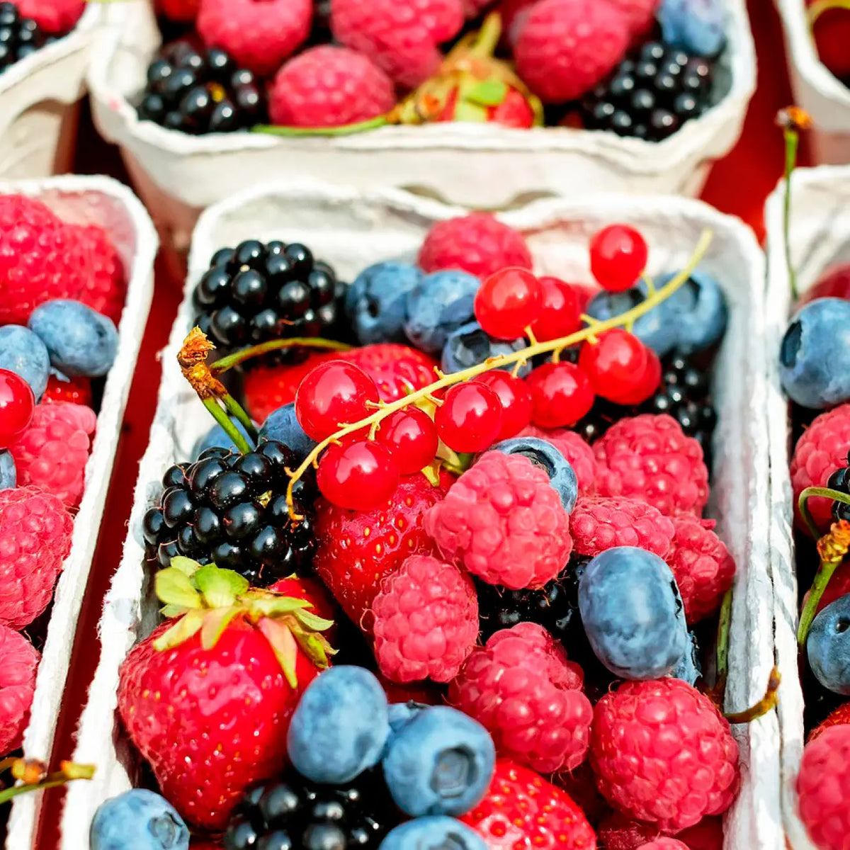 SÉLECTION DES "CLASSIQUES" DU JARDIN